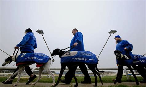 Premier Greyhound Racing Regency final preview: Guide to the .
